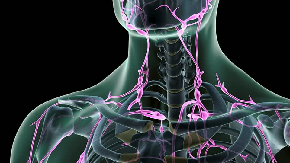 LYMPHATIC1